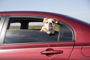 Hundebox sicher im Auto befestigen: Darauf sollten Sie achten - EFAHRER.com