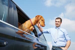 Ein Hundetransport mit dem Auto sollte gut geplant werden.