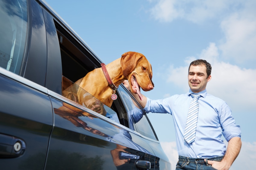 Tipps für Autofahrer: Wie Sie Hunde im Auto am besten transportieren