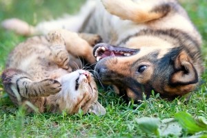 Wird ein Hund oder eine Katze überfahren und der Autofahrer entfernt sich vom Unfallort, dann handelt es sich hierbei in der Regel nicht um eine Fahrerflucht