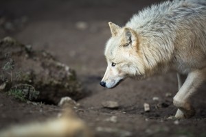 Wildunfall: Versicherung zahlt nur, wenn der Unfall auf wilde Tiere zurückgeführt werden kann.