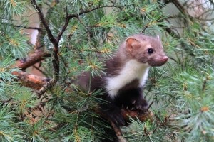 In einem Naturschutzgebiet oder Nationalpark sollen Flora und Fauna im Einklang leben können.