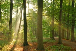 Auf richtige Bauschutt- und Asbestentsorgung zu achten heißt, aktiv die Umwelt zu schützen.