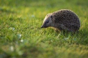 Die Regeln im Bundesnaturschutzgesetz zum Heckenschnitt sollen Tiere und Pflanzen schützen.