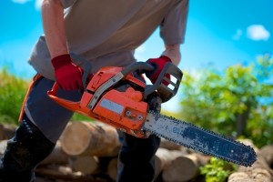 Holz fürs Lagerfeuer: Nicht erlaubt ist es, einfach einen Baum zu fällen.