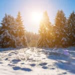 Ein Weihnachtsbaum bringt viel Freude - aus rechtlicher Sicht ist allerdings einiges zu beachten.