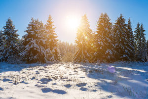 Ein Weihnachtsbaum bringt viel Freude - aus rechtlicher Sicht ist allerdings einiges zu beachten.