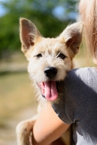 Wurden Katze oder Hund angefahren, besteht keine Fahrerflucht im Sinne des StGB, wenn der Ort verlassen wird.