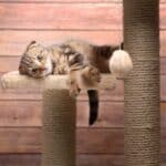 Wurde eine Katze überfahren, ist Fahrerflucht oftmals Thema, wenn das Tier liegen gelassen wird.