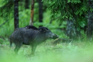 Bei einem Wildunfall kann keine Fahrerflucht nach StGB vorliegen.