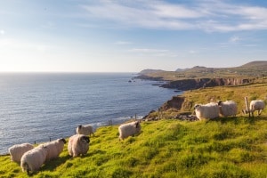 Verstöße im Straßenverkehr werden gemäß dem Bußgeldkatalog von Irland geahndet.