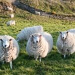 Nicht selten auf dem Land. Schafe auf der Straße, die einen Unfall in Irland verursachen.