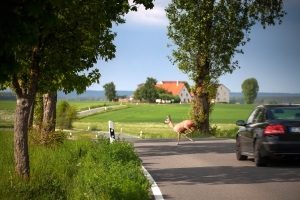 Achtung Wildwechsel: Ein Schild macht bereits im Vorfeld auf die Gefahr aufmerksam.