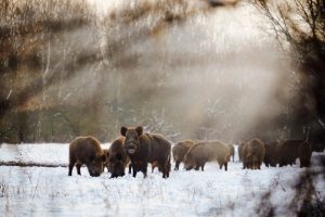 Vor allem in Waldschneisen kommt es vor, dass Wild beim Wechsel der Straßenseite erwischt wird.