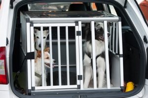 Um einen Hund sicher im Auto zu transportieren, bietet sich eine Transportbox an.