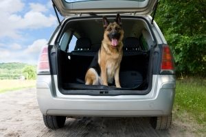 Sie können Ihren Hund im Kofferraum transportieren. Dann sollten Sie jedoch ein Trenngitter montieren.