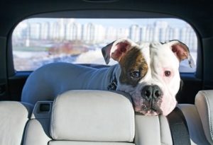 Wird ein Hund ohne Sicherung im Auto mitgenommen, kann er schnell zur Gefahr werden.