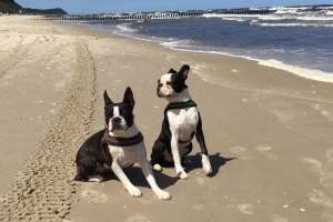 Sind Hunde am Strand verboten?