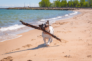 Ostsee: Ein Hundestrand ohne Leinenpflicht kann das Paradies für Vierbeiner sein.