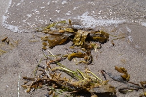 Unsichtbare Gefahr: Plastikmüll am Strand ist teilweise für das menschliche Auge kaum zu erkennen.