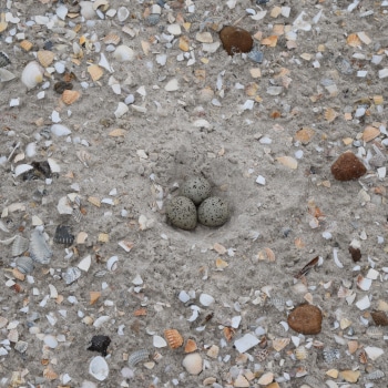 Was dürfen Sie bei einer Wattwanderung im Nationalpark Wattenmeer nicht?