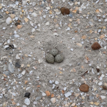 Was dürfen Sie bei einer Wattwanderung im Nationalpark Wattenmeer nicht?