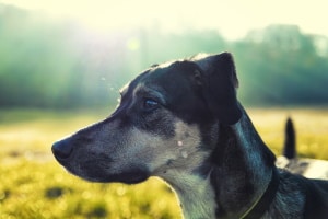 Dürfen Hunde im Wald frei laufen? Das ist regional unterschiedlich geregelt.