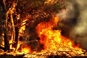 Die Waldbrandstufen dienen der Einschätzung der Waldbrandgefahr und der Vorbeugung von Bränden.