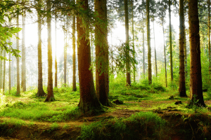 Müll hat im Wald nichts verloren. Dieser stellt nämlich für viele einen Ort zum Erholen dar.