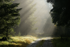 Parken im Wald kann bei großer Trockenheit zur Gefahr für das Ökosystem werden.