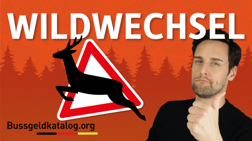 Wie Sie sich bei einem Wildwechsel verhalten sollten, erfahren Sie hier in diesem Video.
