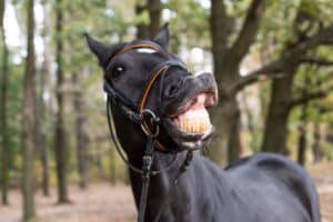 StVO: Nach § 28 gelten für Tiere wie Pferde die Regeln für den Fahrverkehr.